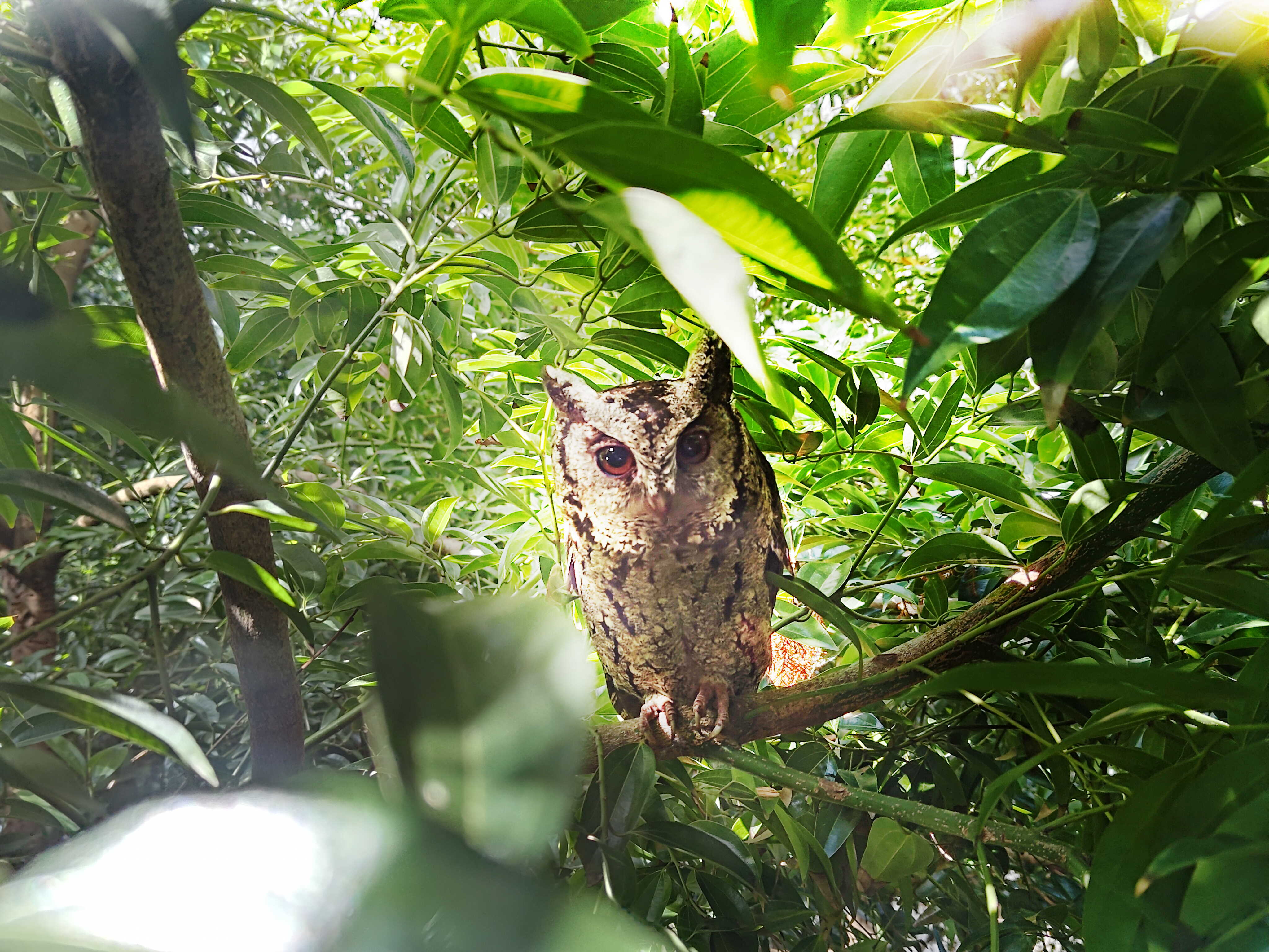 йᳫ16ȫֲã͸ľεȻ֣ɭֹΪϢ